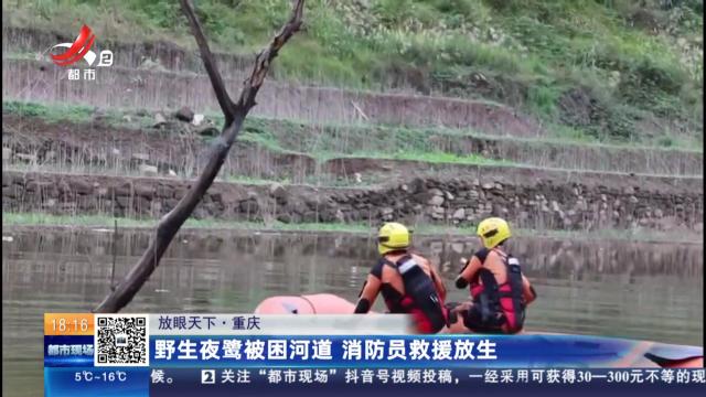 【放眼天下】重庆：野生夜鹭被困河道 消防员救援放生