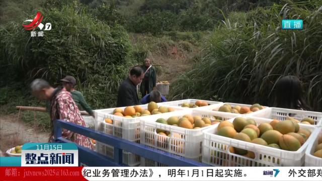 脐橙迎丰收 村民喜增收