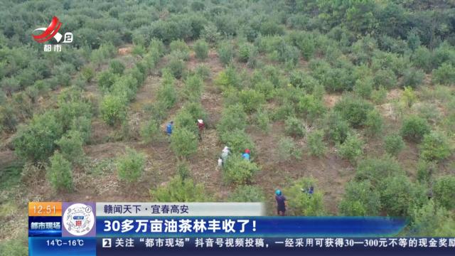 【赣闻天下】宜春高安：30多万亩油茶林丰收了！
