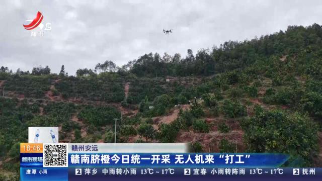 赣州安远：赣南脐橙今日统一开采 无人机来“打工”