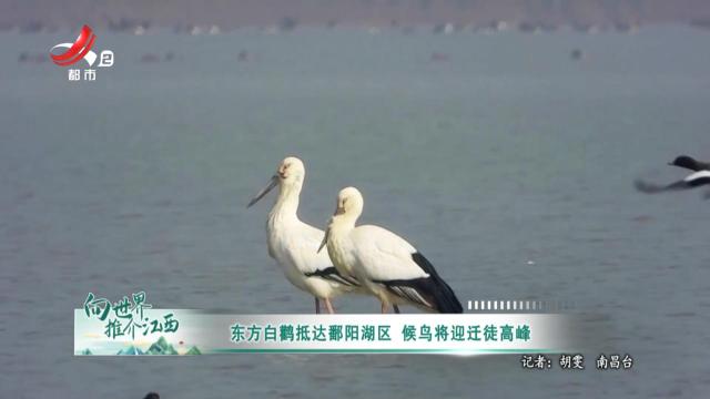 东方白鹳抵达鄱阳湖区 候鸟将迎迁徙高峰