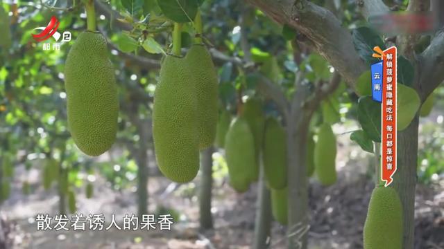 云南——解锁菠萝蜜隐藏吃法 每口都是惊喜