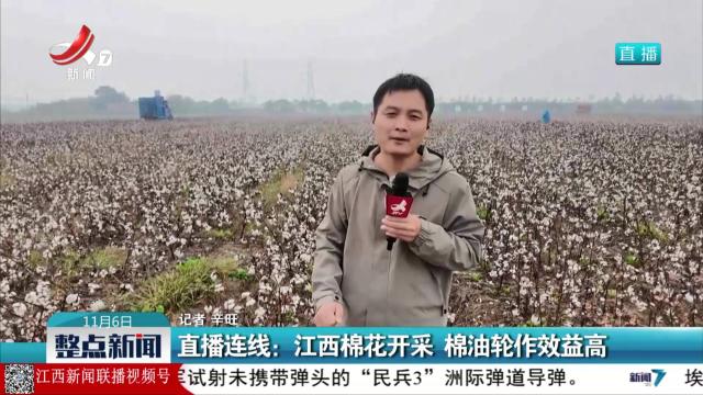 直播连线：江西棉花开采 棉油轮作效益高