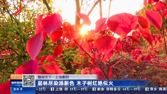 【赣闻天下】上饶鄱阳：层林尽染添新色 木子树红艳似火