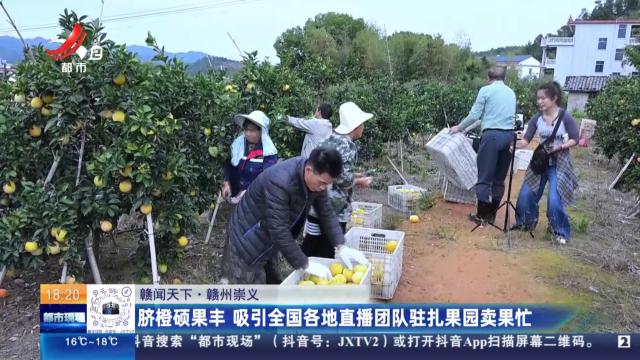 【赣闻天下】赣州崇义：脐橙硕果丰 吸引全国各地直播团队驻扎果园卖果忙