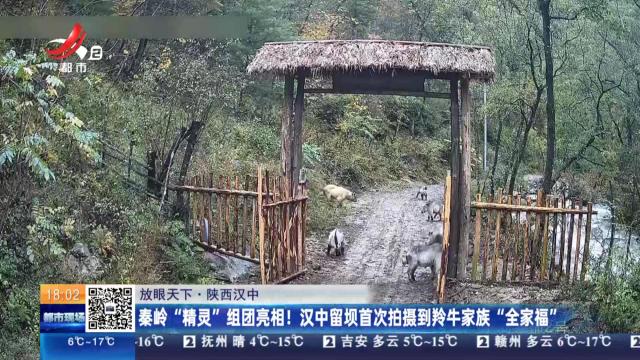 【放眼天下】陕西汉中：秦岭“精灵”组团亮相！汉中留坝首次拍摄到羚牛家族“全家福”