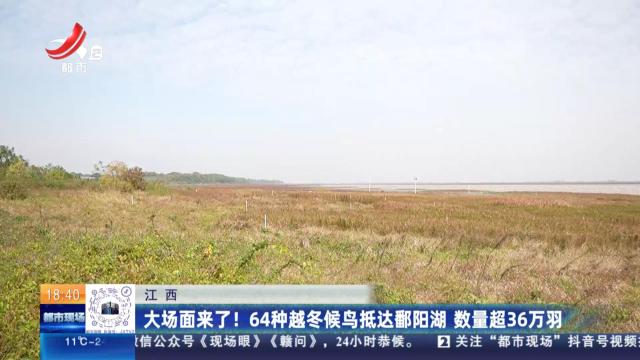 江西：大场面来了！64种越冬候鸟抵达鄱阳湖 数量超36万羽