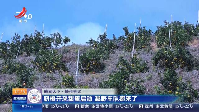 【赣闻天下】赣州崇义：脐橙开采甜蜜启动 越野车队都来了