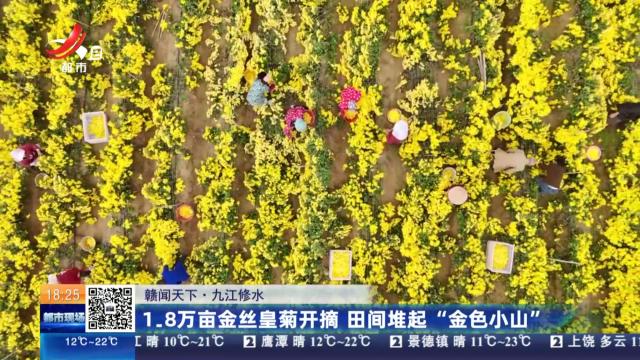 【赣闻天下】九江修水：1.8万亩金丝皇菊开摘 田间堆起“金色小山”