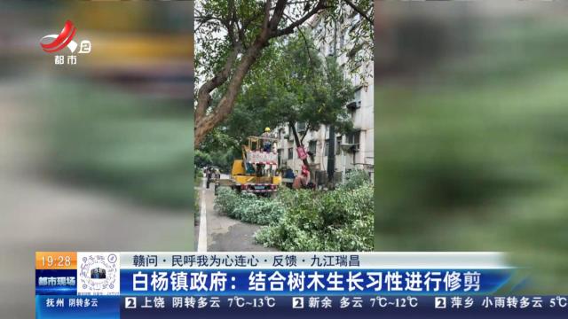 【赣问·民呼我为心连心·反馈·九江瑞昌】白杨镇政府：结合树木生长习性进行修剪