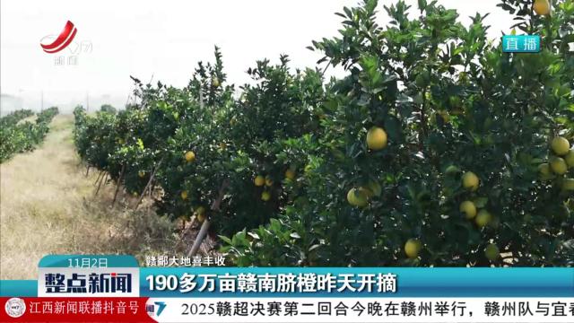 【赣鄱大地喜丰收】190多万亩赣南脐橙昨天开摘