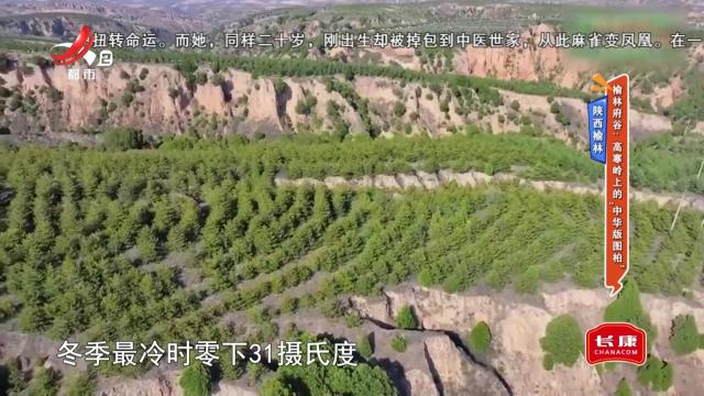 陕西榆林·榆林府谷：高寒岭上的“中华版图柏”