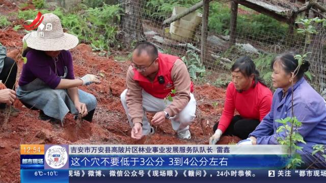 【赣闻天下】吉安万安：这些“山中药