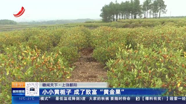 【赣闻天下】上饶鄱阳：小小黄栀子 成了致富“黄金果”