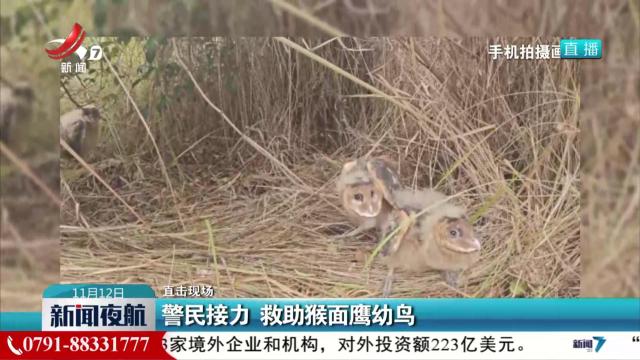 【直击现场】警民接力 救助猴面鹰幼鸟