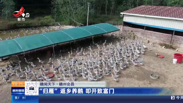【赣闻天下】赣州会昌：“归雁”返乡养鹅 叩开致富门