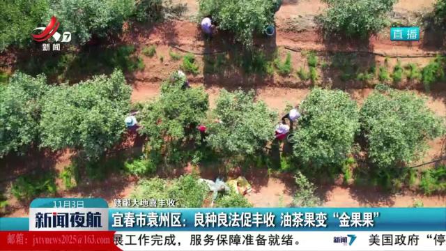 【赣鄱大地喜丰收】宜春市袁州区：良种良法促丰收 油茶果变“金果果”