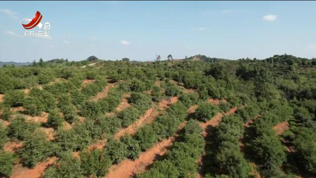 三农头条20251111