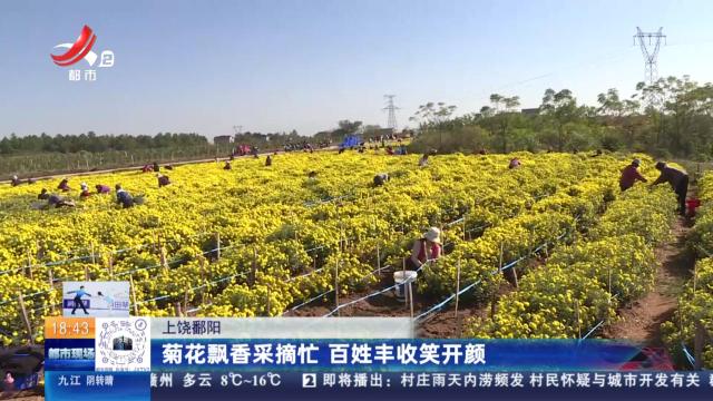 上饶鄱阳：菊花飘香采摘忙 百姓丰收笑开颜