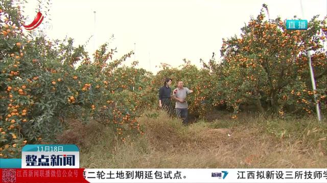 【一线调研】南丰蜜桔：两百亿的品牌“破圈”密码