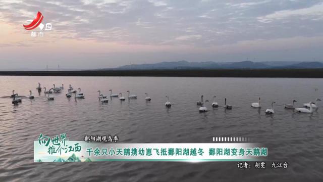 【鄱阳湖观鸟季】千余只小天鹅携幼崽飞抵鄱阳湖越冬 鄱阳湖变身天鹅湖