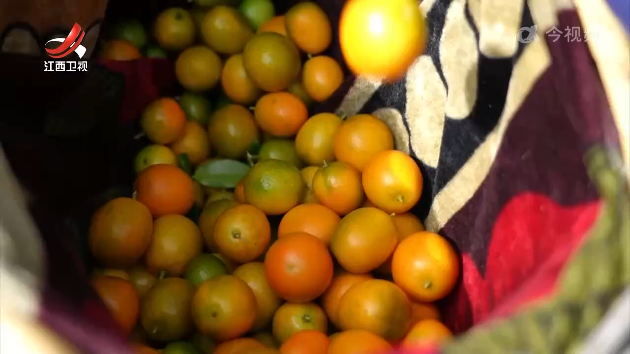 遂川县十万亩金桔迎来全面采摘