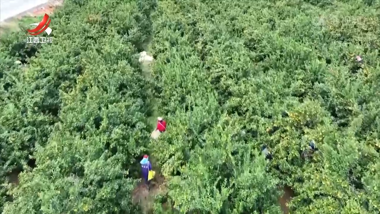 【赣鄱大地喜丰收】新余：产业兴农的“甜蜜”事业