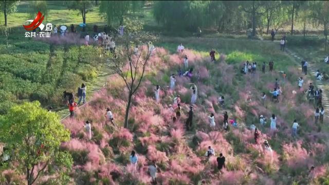 吉安：“粉黛”妆点青山 打卡冬日限定浪漫