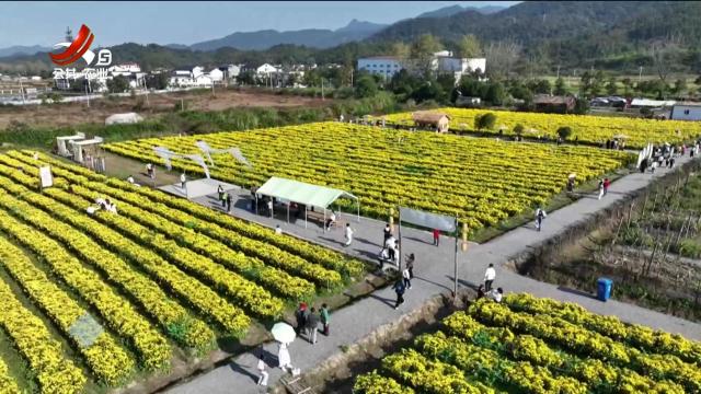 宜春：金丝皇菊初盛放 赏花采摘正当时