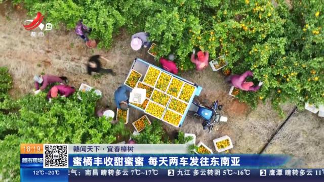 【赣闻天下】宜春樟树：蜜橘丰收甜蜜蜜 每天两车发往东南亚