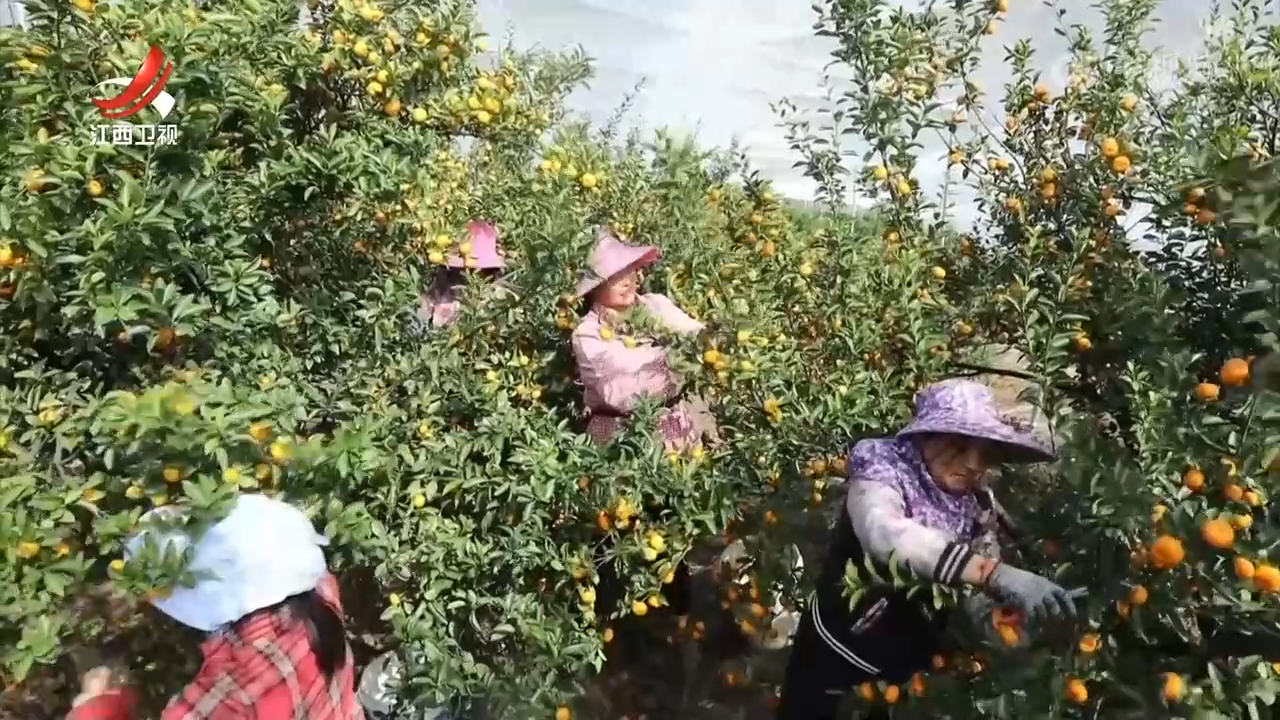 【一线调研】南丰蜜桔：两百亿的品牌“破圈”密码