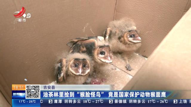 吉安县：油茶林里捡到“猴脸怪鸟” 竟是国家保护动物猴面鹰