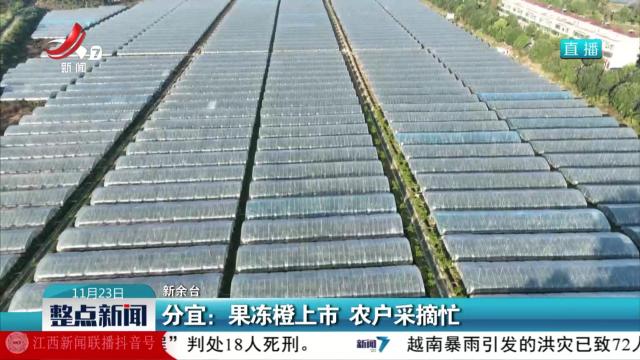 分宜：果冻橙上市 农户采摘忙