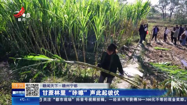 【赣闻天下】赣州宁都：甘蔗林里“咔嚓”声此起彼伏
