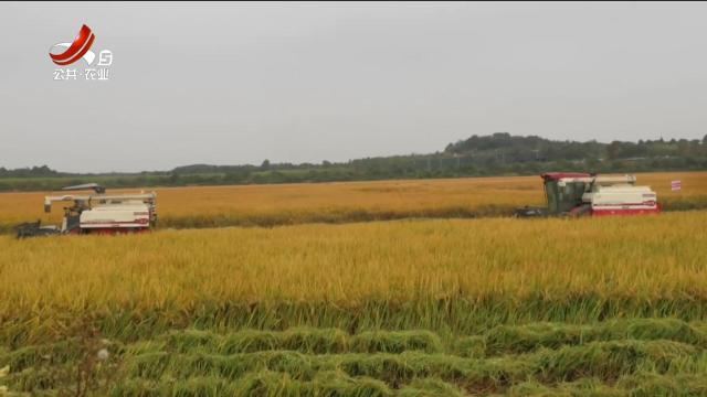 三农头条20251116