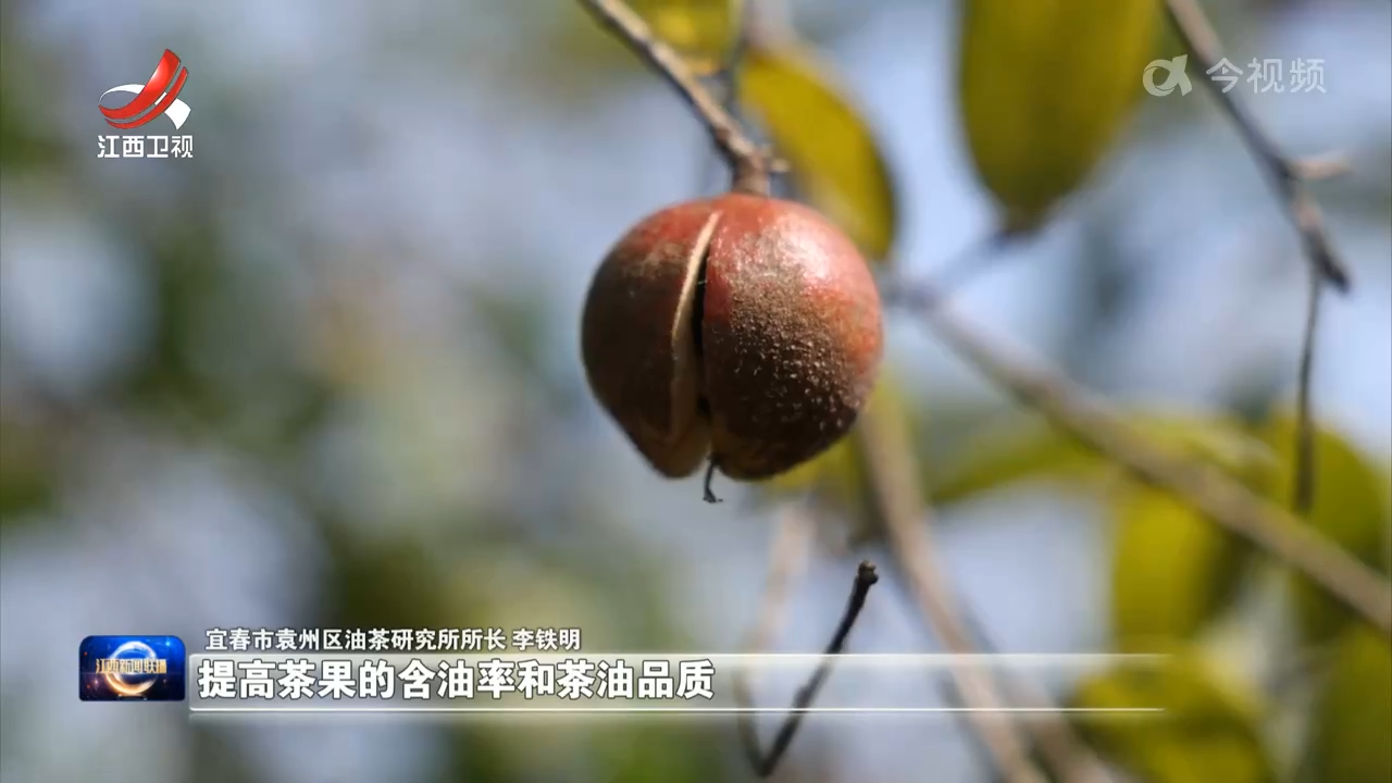 【赣鄱大地喜丰收】宜春市袁州区：良种良法促丰收 油茶果变“金果果”