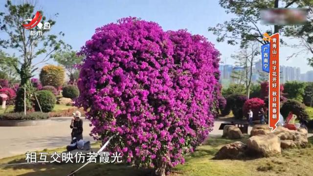 广西南宁青秀山：叶子花开好 秋日胜春朝