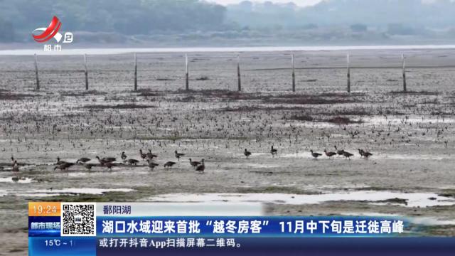 鄱阳湖：湖口水域迎来首批“越冬房客” 11月中下旬是迁徙高峰