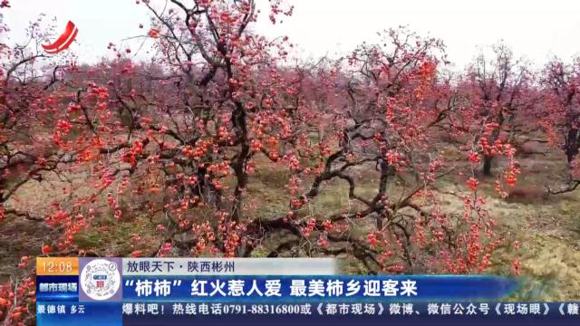 【放眼天下】陕西彬州：“柿柿”红火惹人爱 最美柿乡迎客来