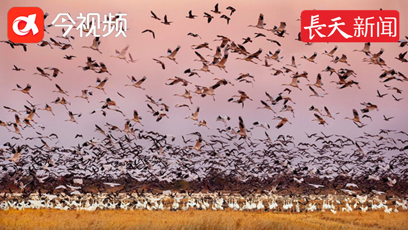 70万候鸟，为什么选择在鄱阳湖过冬？