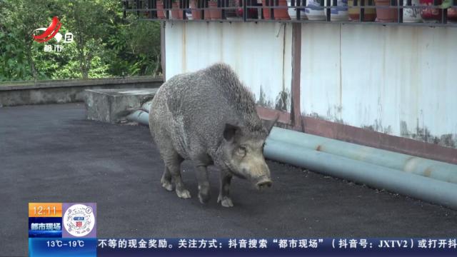 【放眼天下】广东江门：300斤野猪走红网络 爱吃苹果还会点头鞠躬