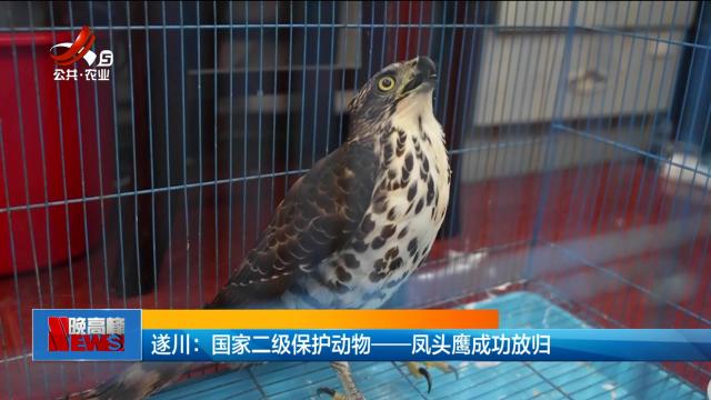遂川：国家二级保护动物——凤头鹰成功放归