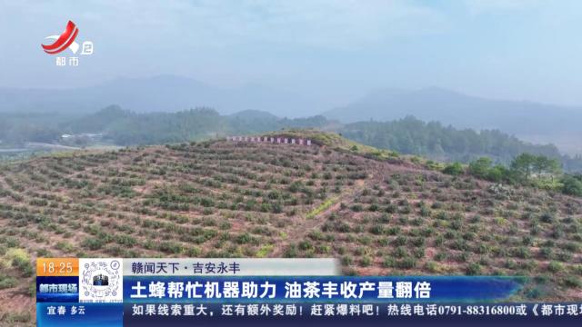 【赣闻天下】吉安永丰：土蜂帮忙机器助力 油茶丰收产量翻倍