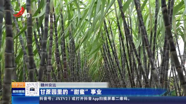 赣州安远：甘蔗园里的“甜蜜”事业