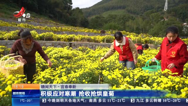 【赣闻天下】宜春奉新：积极应对寒潮 抢收抢烘皇菊