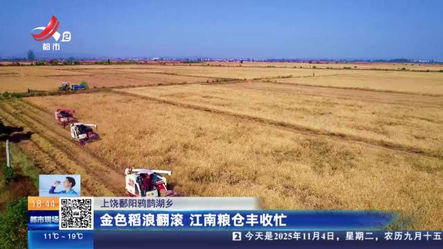 上饶鄱阳鸦鹊湖乡：金色稻浪翻滚 江南粮仓丰收忙