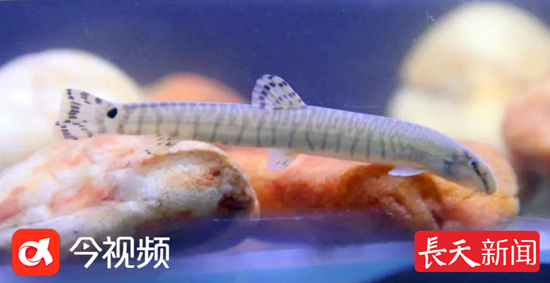 宜春铜鼓：“绿色明珠”引万物集聚