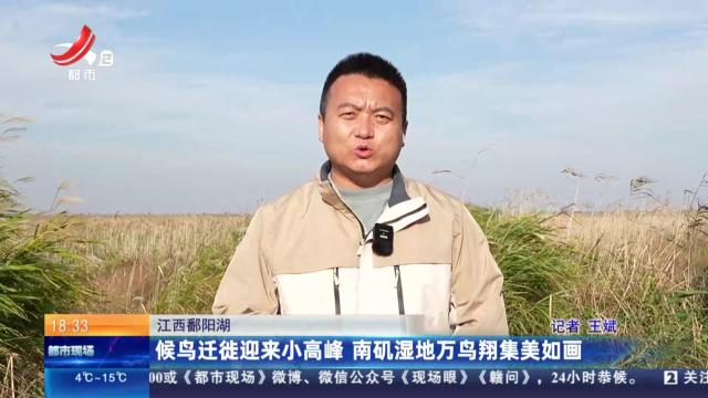江西鄱阳湖：候鸟迁徙迎来小高峰 南矶湿地万鸟翔集美如画