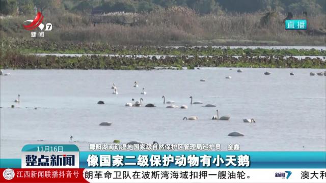 鄱阳湖候鸟迁徙迎来小高峰 数量达10万羽次