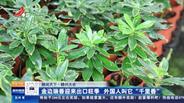 【赣闻天下】赣州大余：金边瑞香迎来出口旺季 外国人叫它“千里香”